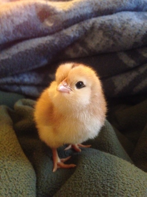 sparrf:sparrf:this baby chick is almost too perfect shes got eyeliner and look at those cheeks… she 