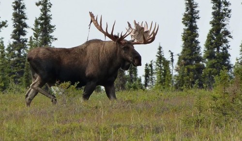 mizar113: Lake Clark National Park and Preserve