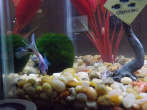 milo-the-betta: Milo! He’s a Crowntail Betta. These pictures don’t really do him justice