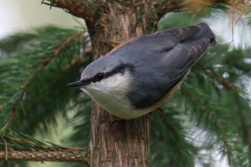 michaelnordeman:Eurasian nuthatch/nötväcka.