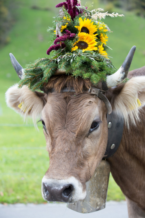 laicawitch: gulltown: ainawgsd: Cows with Flower Crowns @tintinistrans Look at these angels