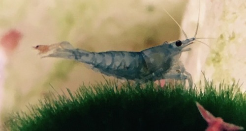 orcinusalba:Here’s a baby shrimp riding another shrimp to brighten your day ☀️