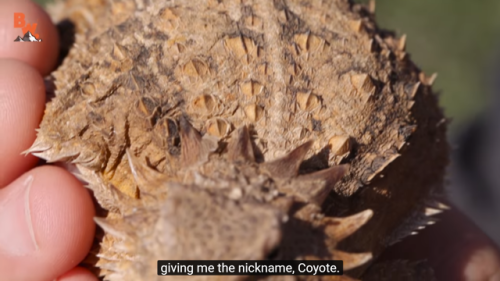 naamahdarling: coyotepack-official: “not only is this truly my favorite lizard, but this lizar