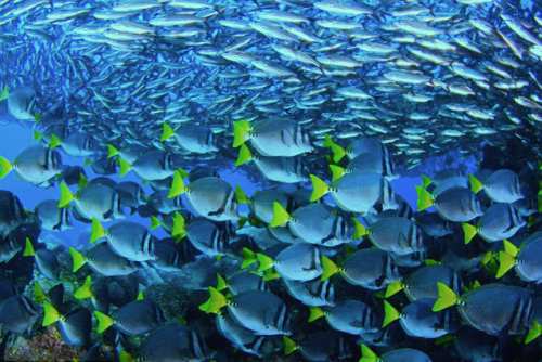 nubbsgalore:the bluetiful planet. photos by (click pic) eduardo acevedo, eduardo lopez negrete, ron 