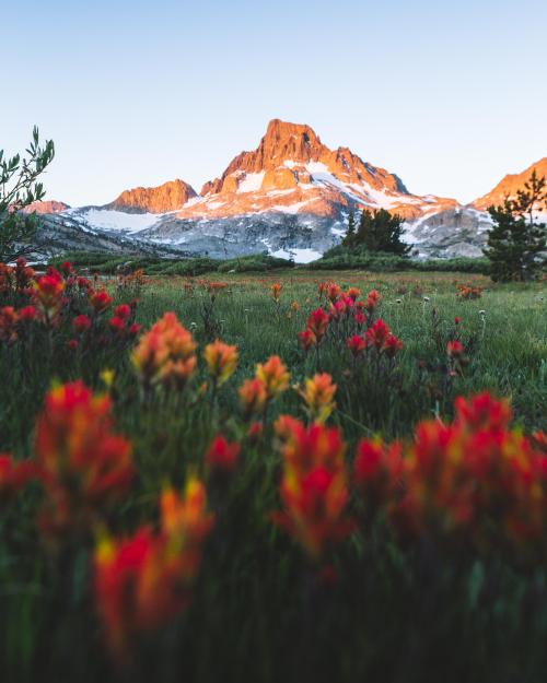 renamonkalou:  Fields of Indian Paintbrush at Sunrise | Elliot Hawkey