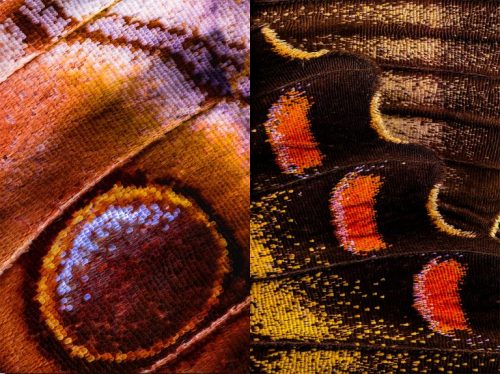 Macro Photos of Butterfly Wings by Chris Perani