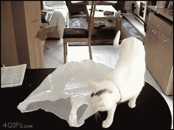 cartel:  gifs; cats freaking out 