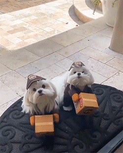 fluffygif:  Dolcetto o scherzetto