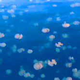 mariolemieuxs:     places 1/10: Jellyfish Lake, Eil Malk Island, Palau  Tourists