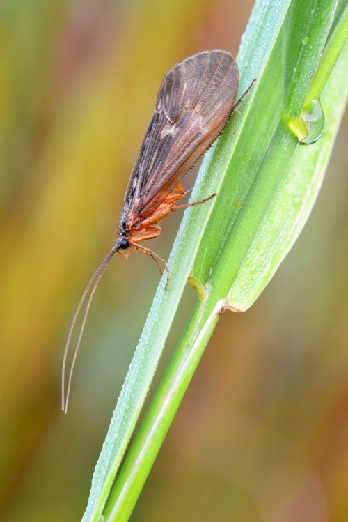 Köcherfliege