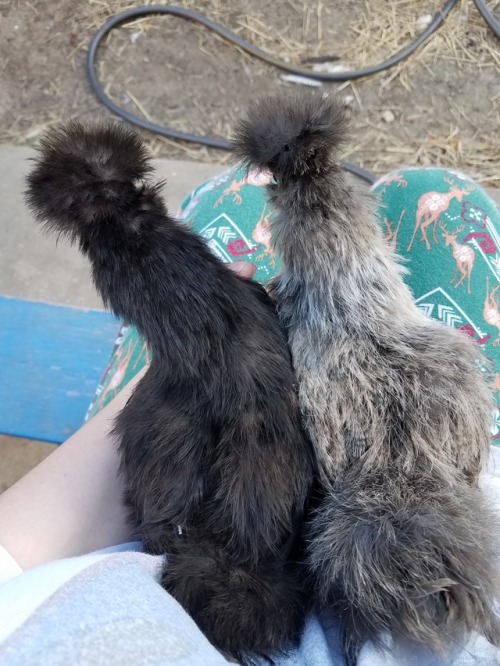 nightjarring:Iiii’m a bit concerned that 1 of our Silkies may have dwarfism? She’s the s