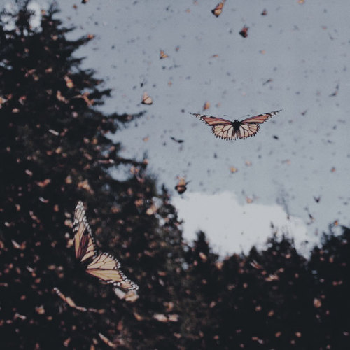 musemu-mboards: Butterflies and Hurricanes moodboard for anonymous