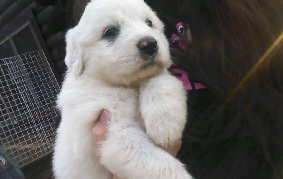 cute-overload:  Meet Beast, the family polar bear.http://cute-overload.tumblr.com