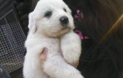cute-overload:  Meet Beast, the family polar bear.http://cute-overload.tumblr.com source: http://imgur.com/r/aww/8UTzBBd
