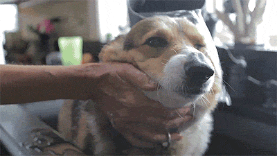 corgiaddict:  letterstogodptiii:  Corgi takes a bath [x]  YES 