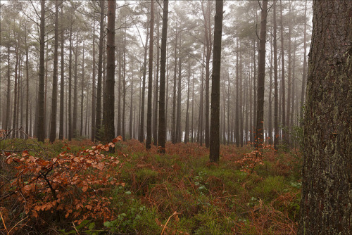 Winterfold Forest, Surrey by Julian Heath II on Flickr.