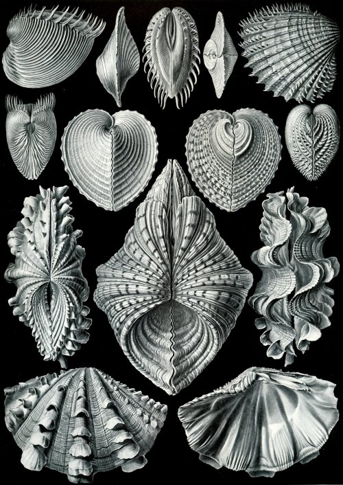 sagittariidae:Bivalvia, Ernst Haeckel. 