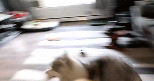 Snow Dogs Vlogs - CRAZY DOGS WANT DINNER