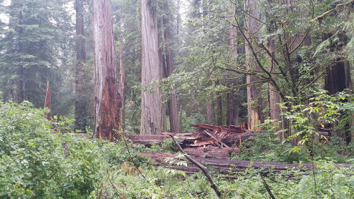 20140627 - Redwood Forest by M.Chavez on Flickr.