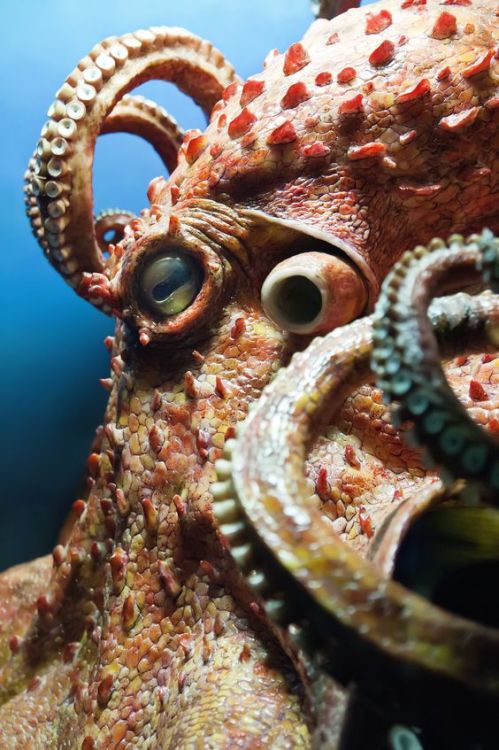 ronbeckdesigns:An octopus has three hearts, nine brains and blue blood.               Veterinary Bio