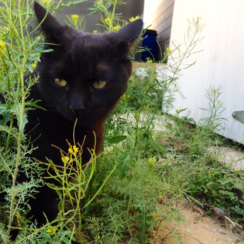 This is Pia, pondering the beauty of Spring.(submitted by @twelvestakes)