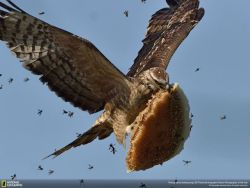 southasianappalachian:  blanketflowerbees: Honey Buzzard flying away with a piece of honeycomb return the slab 
