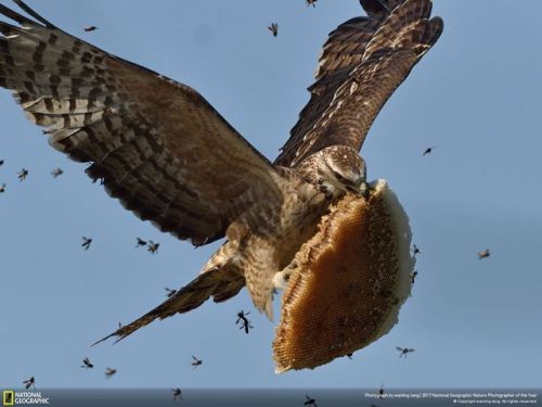 southasianappalachian:blanketflowerbees:Honey Buzzard flying away with a piece of honeycombreturn th