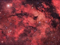 the-wolf-and-moon:    Cygnus Starfield    