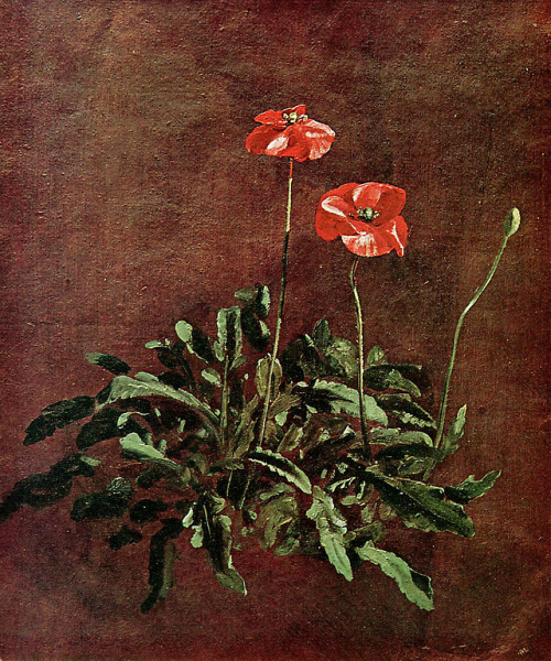 tierradentro:“Study of Poppies”, John Constable.