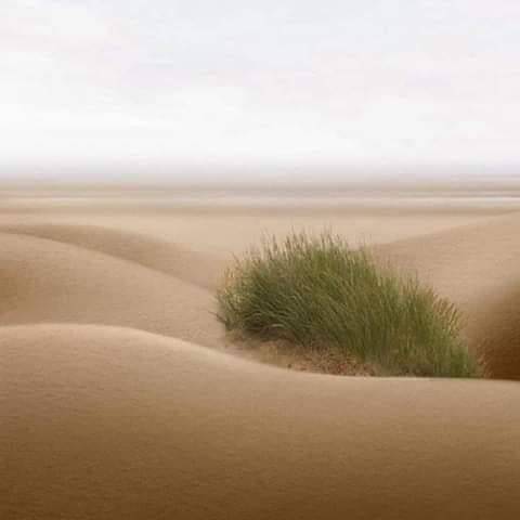 corallorosso:Dune Manuela Dejoannon