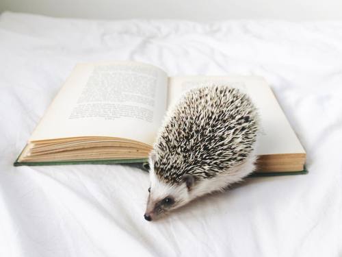 atticusthehedgie:Nothing like spending winter break curled up with a good book.