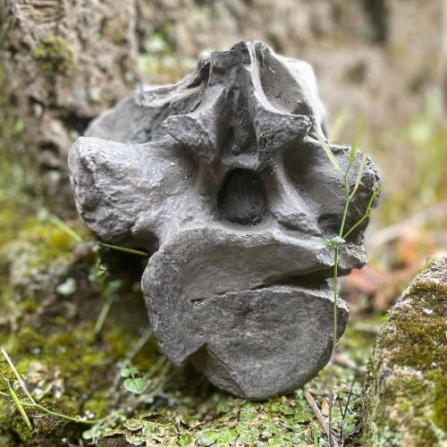 One of the dorsal vertebrae belonging to Mike (@mike_the_pliosaur).  This #fossil dates back over 17