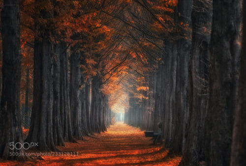 Autumn road by Dyne999