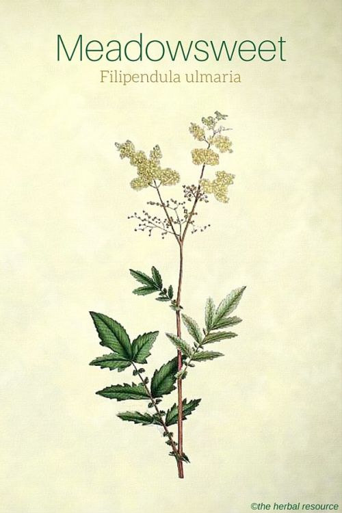 Meadowsweet Uses and Benefits as a Medicinal Herb The medicinal perennial herb belongs to the plant 