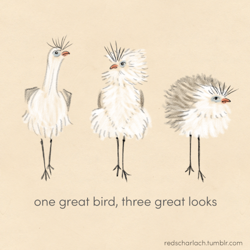 Three scribbles of a red-legged seriema bird by me, with the text "one great bird, three great looks".