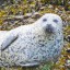 harborseal