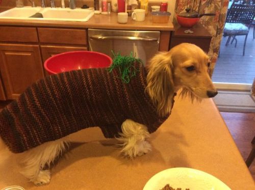 chloesmallz:My mom was afraid that my dachshund was too easy to be spotted by owls in our backyard, 