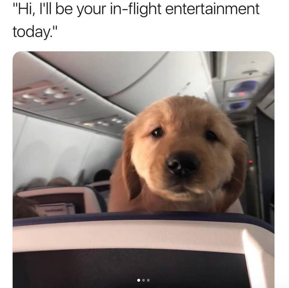babyanimalgifs:  cat &amp; dog snaps