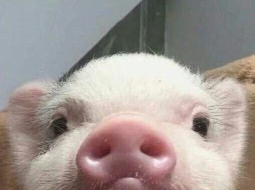 justcutepigs: Hello I am pig.