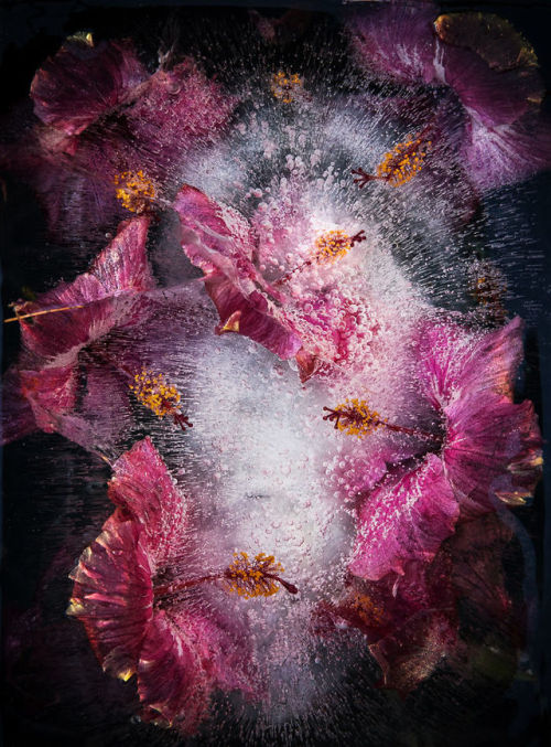 “We Photograph Flowers In Ice”