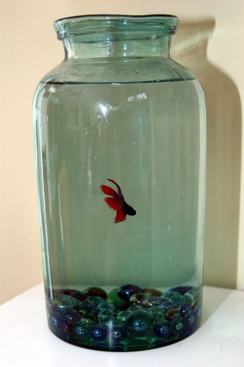 deadmutt:Please, for the love of god, don’t ever keep a fish in these conditions. I found thes