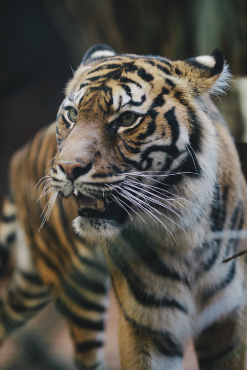 jamesyoungphoto:  (via 500px / Photo “Sumatran Tiger” by James Young) 