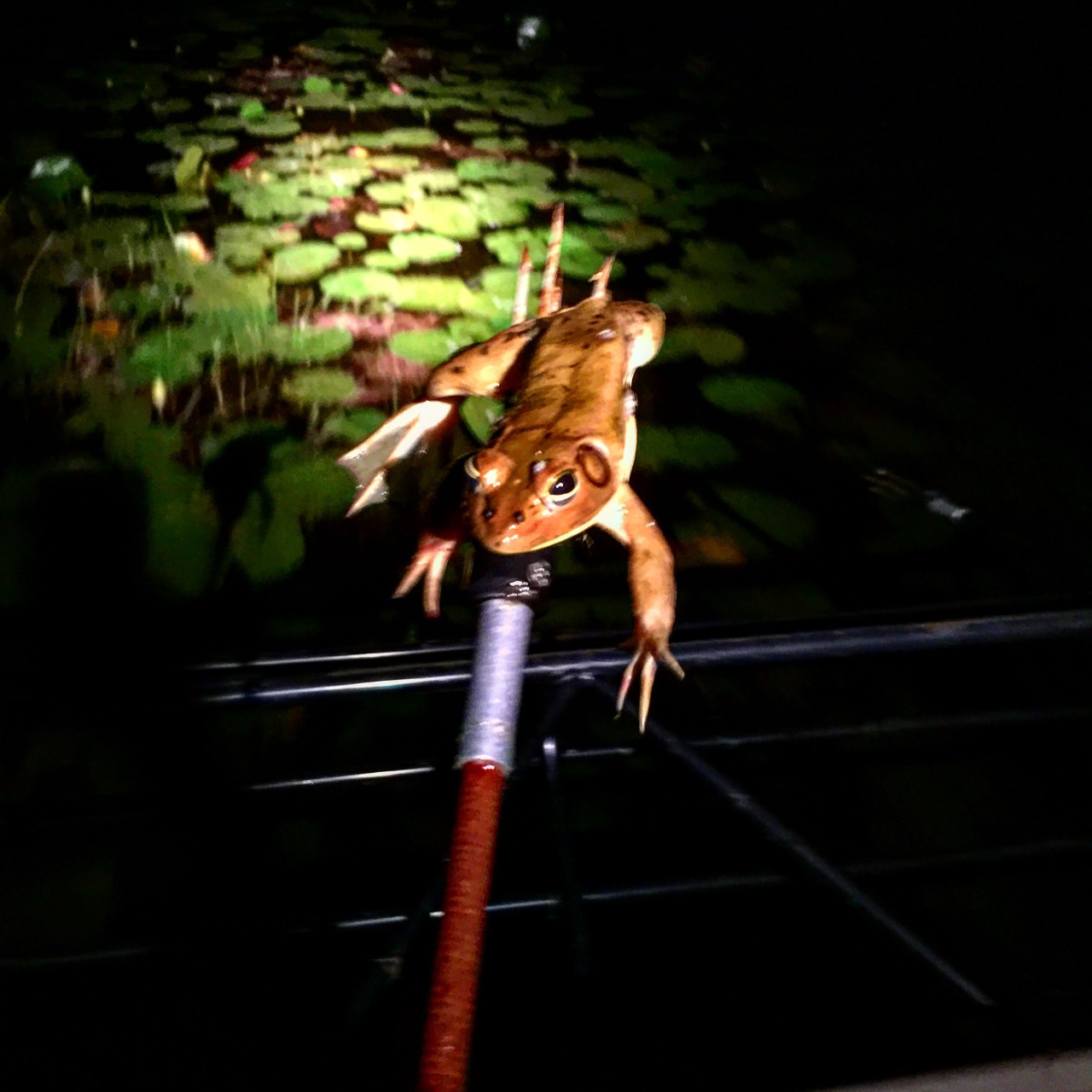 Rod & Barrel • Giggin' Frogs in the Everglades A couple of things