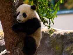 giantpandaphotos:  Xiao Liwu at the San Diego Zoo, California, on May 8, 2013. © Michael. 