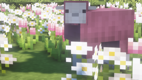 pinkw00l:pink sheep bby uwu ｡.｡:∞♡*