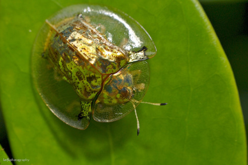 coolthingoftheday:TOP TEN COOLEST TRANSPARENT ANIMALS1. Tortoise shell beetle2. Ghost crab3. Glasswi