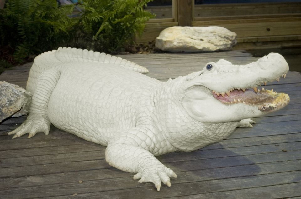 cruiserswagger:  ainawgsd:  Leucistic amphibians and reptiles Leucism (loo-si-zem)