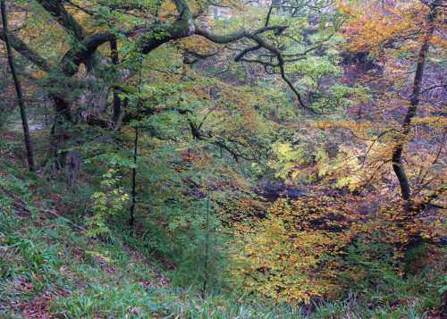 Autumn Chaos by Tom Drysdale