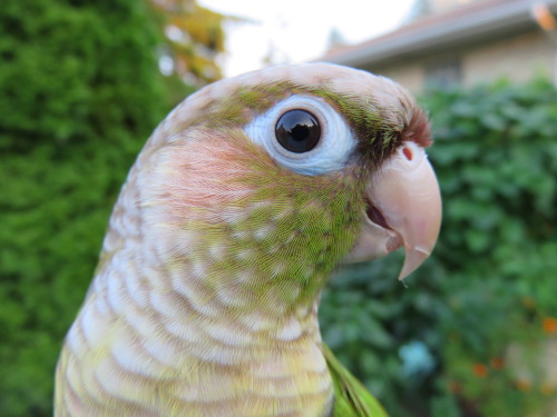 yoshilicksthings:  Yoshi being photogenic