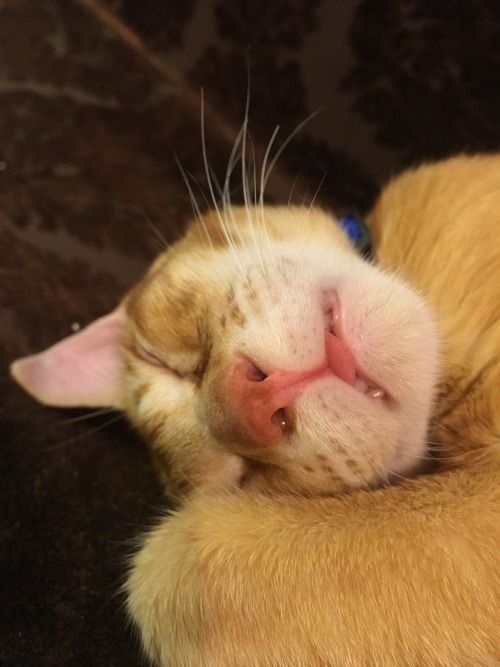 unflatteringcatselfies:  I was at a cat cafe today and this kitten was knocked tf out 